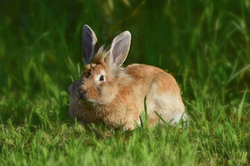 Brown Lionhead rabbit (Oryctolagus cuniculus f. domestica) on a meadow