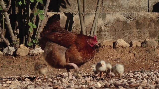 Hen with her chicks in a field