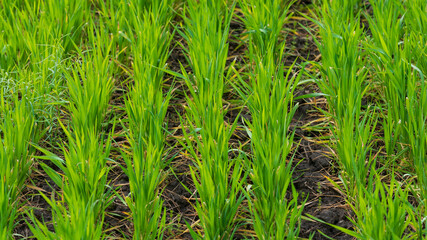 Stalks of young green wheat in the field.