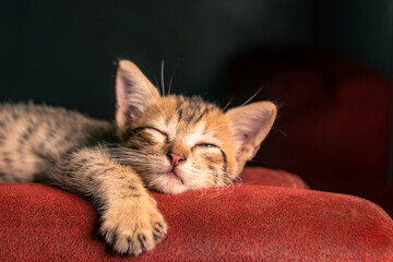 Lazy striped cat sleeping on the top of a red sofa