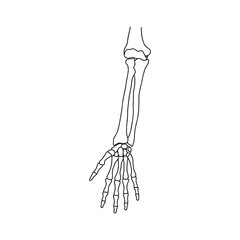 Bones of human hand, drawn by lines on white background. Vector Stock illustration.