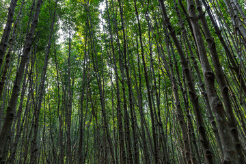 Green nature the mangrove forest, Rayong province, Thailand