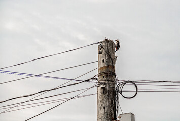 Woodpecker on a pillar