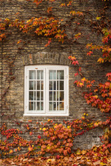 Fototapeta na wymiar old brick wall and window with ivy 