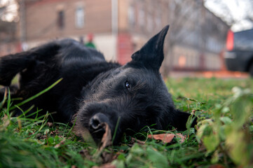 Thoughtful eyes of an old, black adult stray dog. Mongrel lies on the street lawn, on the grass near the pedestrian sidewalk and car parking