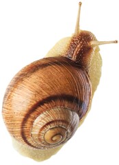 Natural small garden snail on the desk