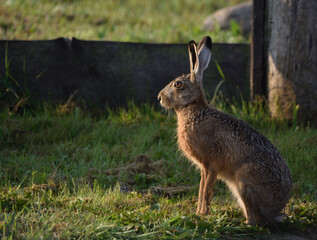 Naklejka na ściany i meble A hare, soaked with morning dew, sits on a meadow in front of a fence