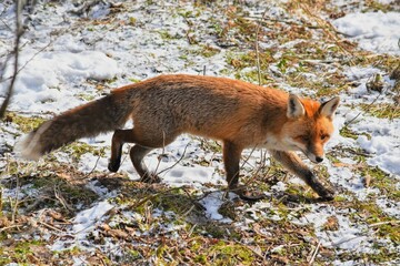 Renard roux (Vulpes vulpes), Neuchâtel, Suisse.