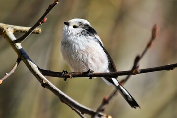 Orite ou Mésange à longue queue, (Aegithalos caudatus) Neuchâtel, Suisse.