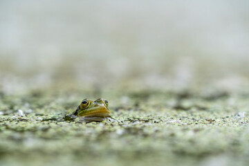 Frosch im Teich mit Wasserlinsen