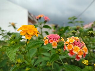 this is a beautiful Lantana flowers