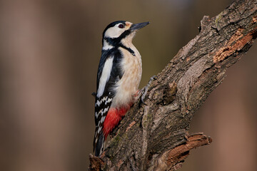 Great spotted woodpecker ,,Dendrocopos major,, in amazing wild danubian forest, Slovakia, Europe