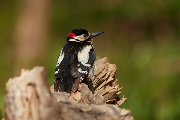 Great spotted woodpecker ,,Dendrocopos major,, in amazing wild danubian forest, Slovakia, Europe