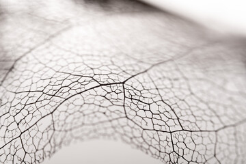 Blattgerippe von einer Magnolie