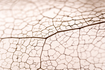 Blattgerippe von einer Magnolie