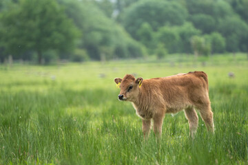 Kälbchen vom Heckrind, Auerochse