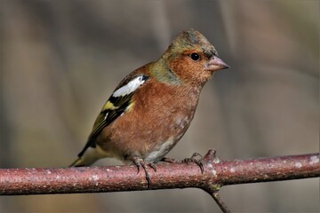 Pinson des arbres (Fringilla coelebs), Neuchâtel, Suisse.