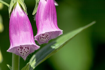 The buds of a blooming pink garden foxglove close-up on a green blurred background.  © Ludmila