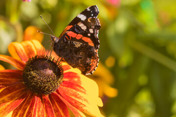 The Admiral butterfly sits on a bright bud of a blooming flower. 