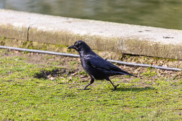 Crow near to the lake in park