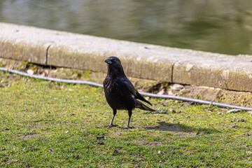 Crow near to the lake in park