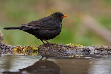 Common blackbird ,,Turdus merula,, in quiet wild danubian forest, Slovakia, Europe