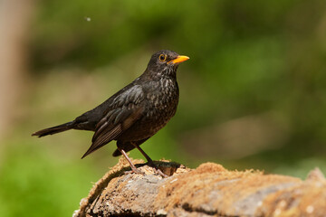 Common blackbird ,,Turdus merula,, in quiet wild danubian forest, Slovakia, Europe