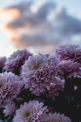 Purple daisies against beautiful cloudy sky