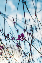 Wild field flowers against the blue cloudy sky. Late afternoon in autumn.