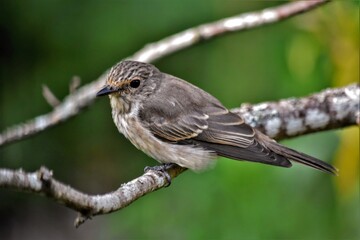 Gobemouche gris (Muscicapa striata), Neuchâtel, Suisse.