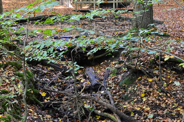 Herbst Landschaft im Tal Bohlenbach, Walsrode, Niedersachsen