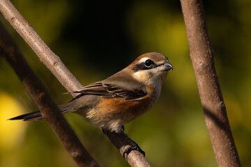 振り返ったモズ