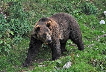 Fototapeta premium Ours brun (Ursus arctos), grison, Suisse.
