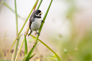coleirinho (Sporophila caerulescens)