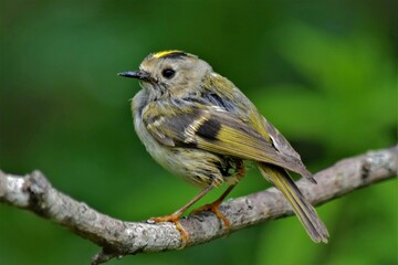 Roitelet huppé (Regulus regulus), Neuchâtel, Suisse.
