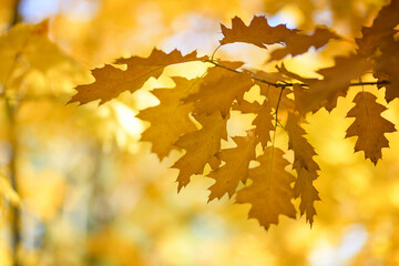 Oak branch with brown leaves in the autumn forest