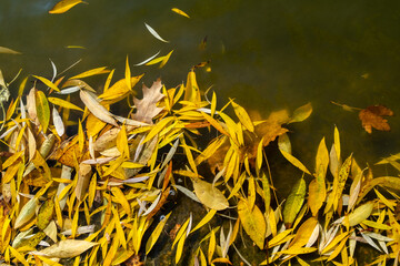 Yellow fallen leaves float on the surface of the water. Flat lay.