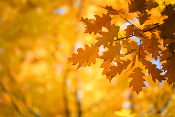 Oak branch with orange leaves on a yellow autumn forest background