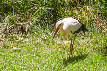 Walking white stork