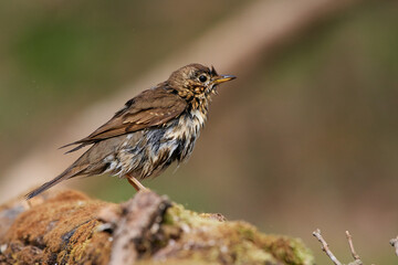 Song thrush ,,Turdus philomelos,, in natural environment, danubian forest, Slovakia, Europe