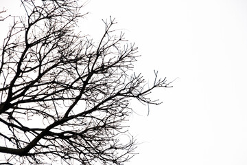 silhouette of branches and a tree in Rio de Janeiro, Brazil.