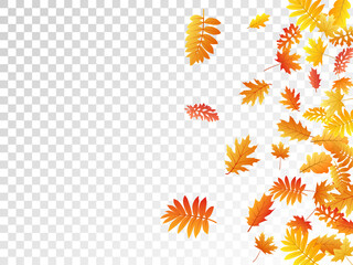 Fototapeta na wymiar Oak, maple, wild ash rowan leaves vector, autumn foliage on transparent background.