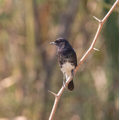 Pied Bushchat (Male)