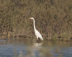 Great White Egret
