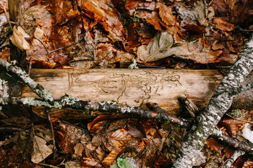 Tree trunk eaten by bark beetle in brown foliage. Biogradska Gora. Montenegro
