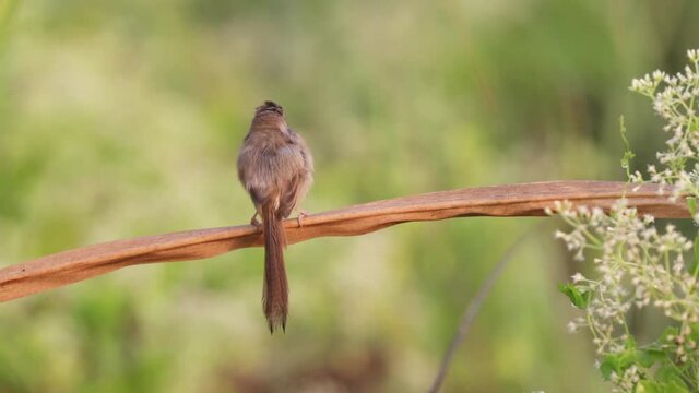 Plain prinia high resolution footage (without editing). plain prinia, also known as the plain wren-warbler or white-browed wren-warbler, is a small cisticolid warbler found in southeast Asia.