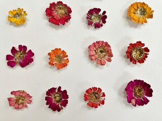 Colorful pressed dried zinnia flowers for cake decoration