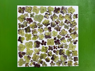 Green and purple pressed dried hydrangea hortensia flowers