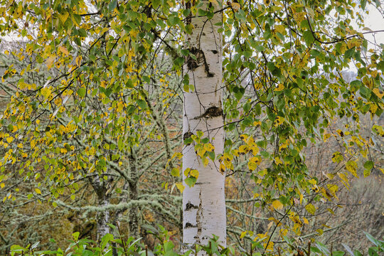 White birch autumnal foliage