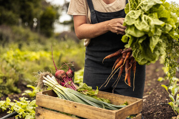Female farmer arranging freshly picked vegetables into a crate